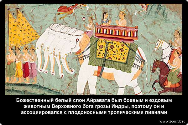  Божественный белый слон Айравата был боевым и ездовым животным Верховного бога грозы Индры, поэтому он и ассоциировался с плодоносными тропическими ливнями