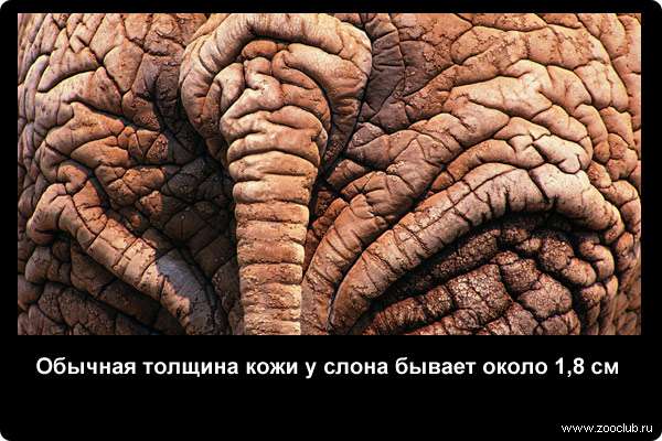  Обычная толщина кожи у слона бывает около 1,8 см