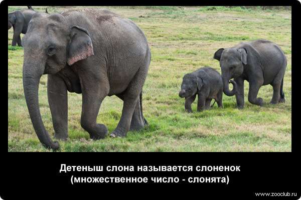  Детеныш слона называется слоненок (множественное число - слонята)