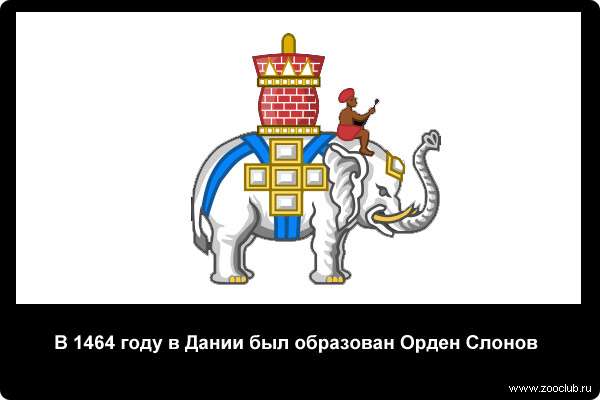  В 1464 году в Дании был образован Орден Слонов