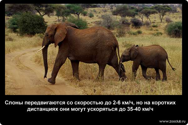  Слоны передвигаются со скоростью до 2-6 км/ч, но на коротких дистанциях они могут ускоряться до 35-40 км/ч