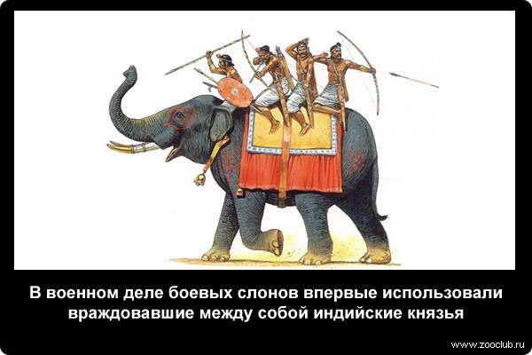  В военном деле боевых слонов впервые использовали враждовавшие между собой индийские князья