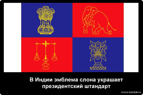  В Индии эмблема слона украшает президентский штандарт