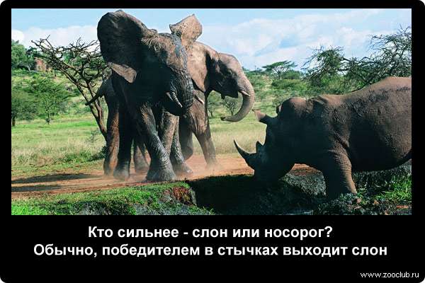  Кто сильнее - слон или носорог? Обычно, победителем в стычках выходит слон