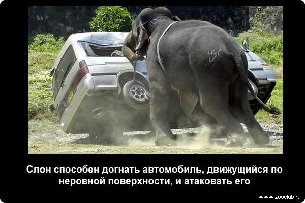  Слон способен догнать автомобиль, движущийся по неровной поверхности, и атаковать его