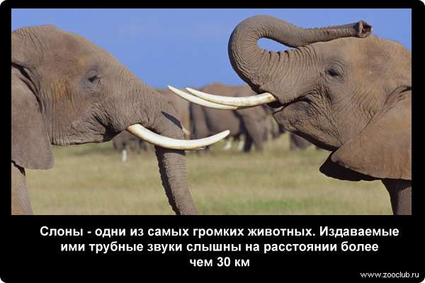  Слоны - одни из самых громких животных. Издаваемые ими трубные звуки слышны на расстоянии более чем 30 км