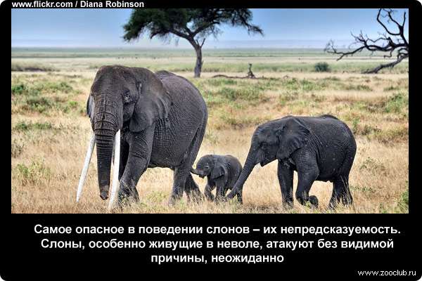  Самое опасное в поведении слонов - их непредсказуемость. Слоны, особенно живущие в неволе, атакуют без видимой причины, неожиданно