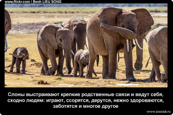  Слоны выстраивают крепкие родственные связи и ведут себя, сходно людям: играют, ссорятся, дерутся, нежно здороваются, заботятся и многое другое