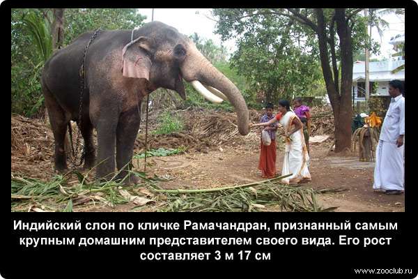  Индийский слон по кличке Рамачандран, признанный самым крупным домашним представителем своего вида. Его рост составляет 3 метра 17 сантиметров