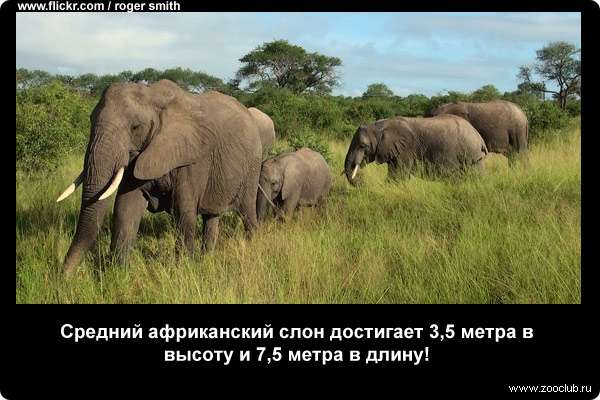  Средний африканский слон достигает 3,5 метра в высоту и 7,5 метра в длину