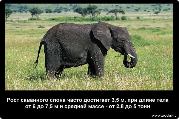  Рост саванного слона часто достигает 3,5 м, при длине тела от 6 до 7,5 м и средней массе - от 2,8 до 5 тонн.