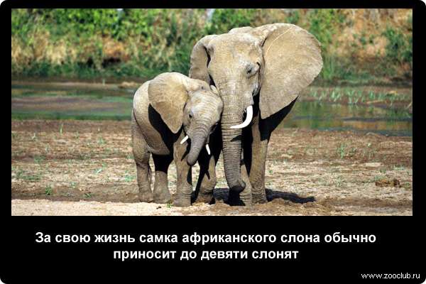  За свою жизнь самка африканского слона обычно приносит до девяти слонят