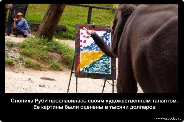 Слониха Руби прославилась своим художественным талантом. Ее картины были оценены в тысячи долларов