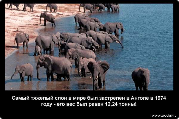  Самый тяжелый слон в мире был застрелен в Анголе в 1974 году - его вес был равен 12,24 тонны