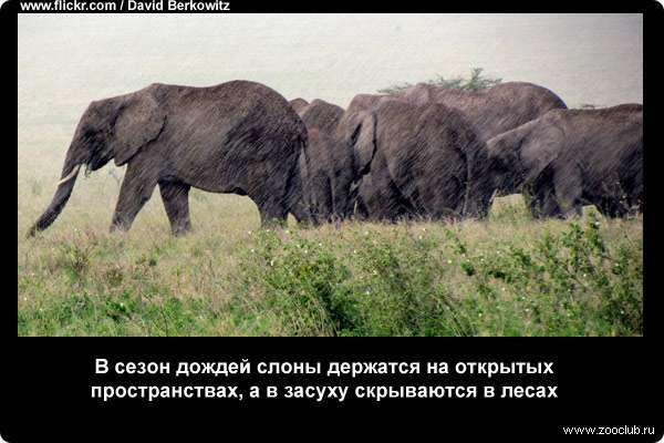  В сезон дождей слоны держатся на открытых пространствах, а в засуху скрываются в лесах