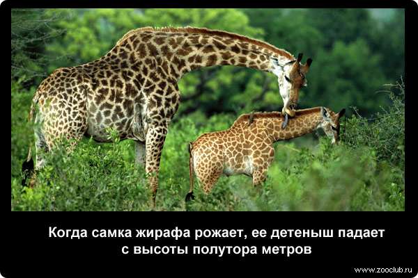  Когда самка жирафа рожает, ее детеныш падает с высоты полутора метров