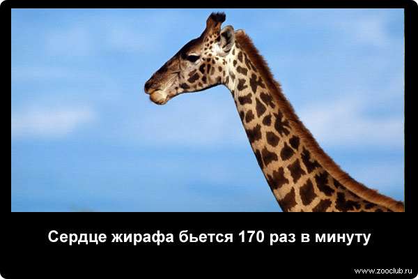  Сердце жирафа бьется 170 раз в минуту