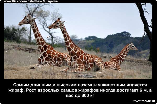 Самым длинным и высоким наземным животным является жираф. Рост взрослых самцов жирафов иногда достигает 6 м, а вес до 800 кг