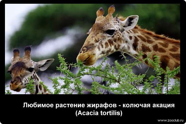  Любимое растение жирафов - колючая акация (Acacia tortilis)