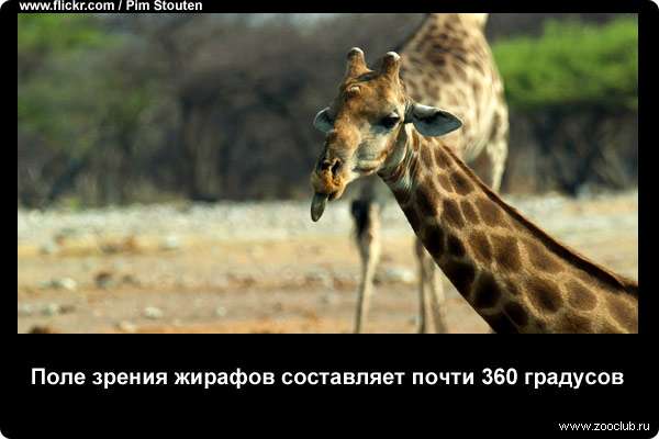  Поле зрения жирафов составляет почти 360 градусов