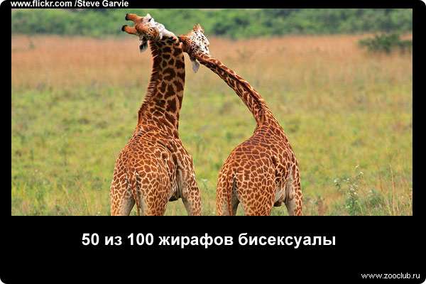  50 из 100 жирафов бисексуалы