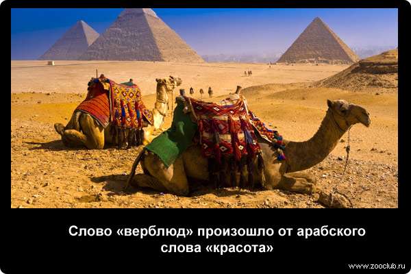  Слово верблюд произошло от арабского слова красота