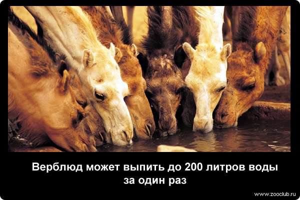  Верблюд может выпить до 200 литров воды за один раз