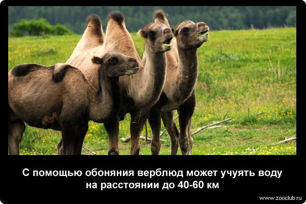  С помощью обоняния верблюд может учуять воду на расстоянии до 40-60 км