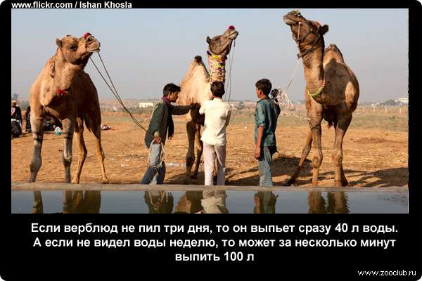  Если верблюд не пил три дня, то он выпьет сразу 40 л воды. А если не видел воды неделю, то может за несколько минут выпить 100 л