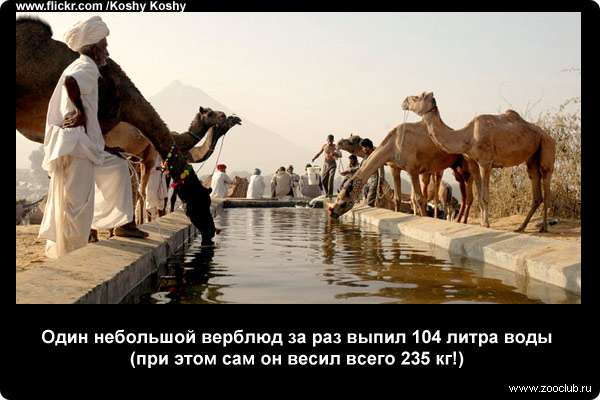  Один небольшой верблюд за раз выпил 104 литра воды (при этом сам он весил всего 235 кг!)