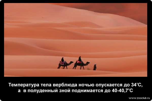  Температура тела верблюда ночью опускается до 34 C, а в полуденный зной поднимается до 40-40,7 C