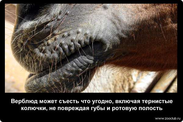  Верблюд может съесть что угодно, включая тернистые колючки, не повреждая губы и ротовую полость