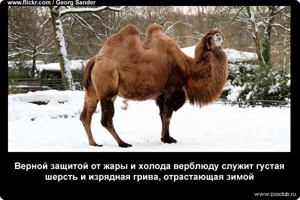  Верной защитой от жары и холода верблюду служит густая шерсть и изрядная грива, отрастающая зимой