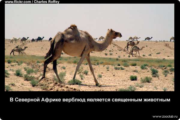  В Северной Африке верблюд является священным животным
