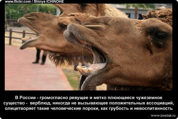  В России - громогласно ревущее и метко плюющееся чужеземное существо - верблюд, никогда не вызывающее положительных ассоциаций, олицетворяет такие человеческие пороки, как грубость и невоспитанность