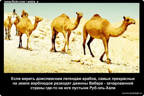  Если верить доисламским легендам арабов, самых прекрасных на земле верблюдов разводят джинны Вабара - зачарованной страны где-то на юге пустыни Руб-эль-Хали. К сожалению, дороги туда нет, но если вам посчастливится заблудиться в бескрайних песках, то, возможно, вы именно туда и попадете. Правда, обратного пути оттуда тоже не существует, так что в лучшем случае джинны позволят вам пасти своих великолепных верблюдов до конца жизни