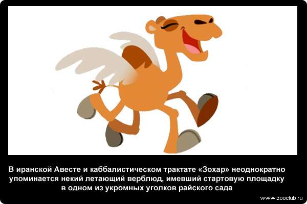 В иранской Авесте и каббалистическом трактате «Зохар» неоднократно упоминается некий летающий верблюд, имевший стартовую площадку в одном из укромных уголков райского сада
