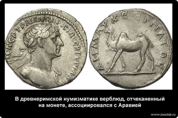  В древнеримской нумизматике верблюд, отчеканенный на монете, ассоциировался с Аравией