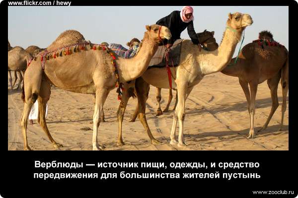  Верблюды - источник пищи, одежды, и средство передвижения для большинства жителей пустынь