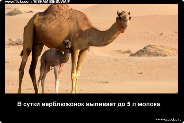  В сутки верблюжонок выпивает до 5 л молока