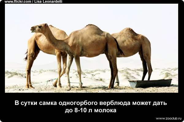 В сутки самка одногорбого верблюда может дать до 8-10 л молока