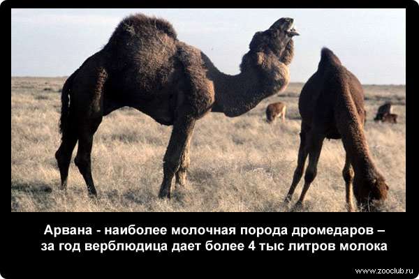 Арвана - наиболее молочная порода дромедаров - за год верблюдица дает более 4 тысяч литров молока
