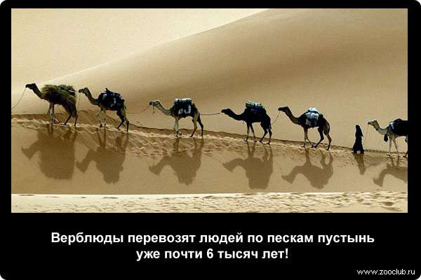  Верблюды перевозят людей по пескам пустынь уже почти 6 тысяч лет
