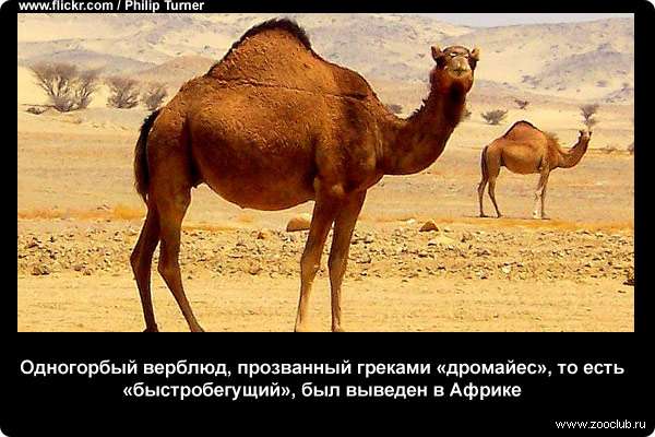 Одногорбый верблюд, прозванный греками дромайес, то есть быстробегущий, был выведен в Африке