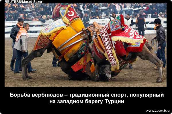  Борьба верблюдов - традиционный спорт, популярный на западном берегу Турции