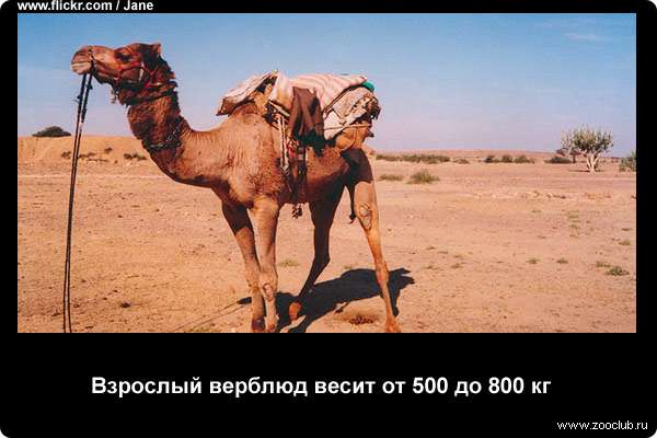  Взрослый верблюд весит от 500 до 800 кг