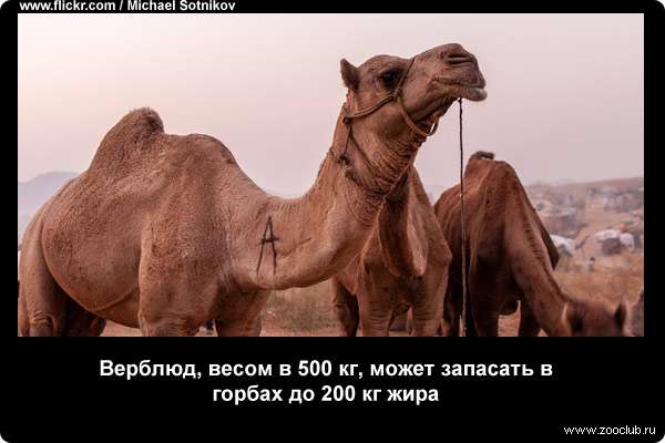  Верблюд, весом в 500 кг, может запасать в горбах до 200 кг жира