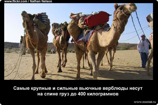  Самые крупные и сильные вьючные верблюды несут на спине груз до 400 килограммов