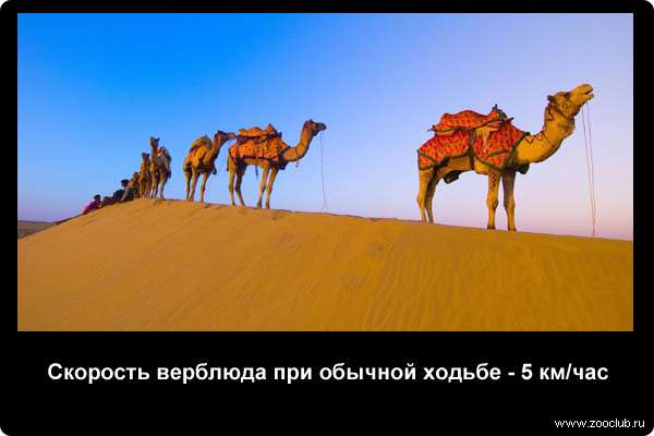 Захватывающие факты о верблюдах фото, любопытные факты о жизни верблюдов в  картинках, фото факты про верблюдов