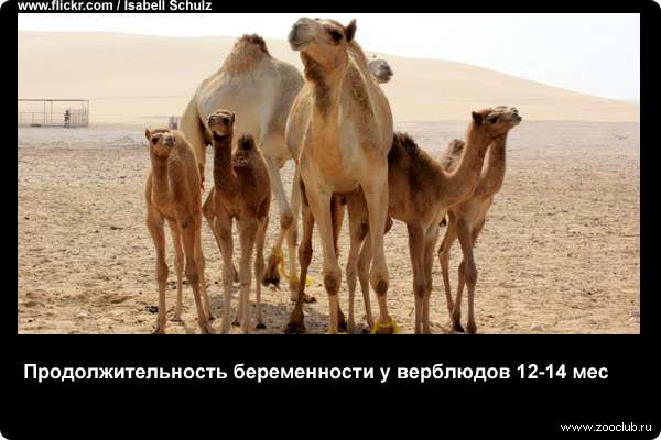  Продолжительность беременности у верблюдов 12-14 месяцев